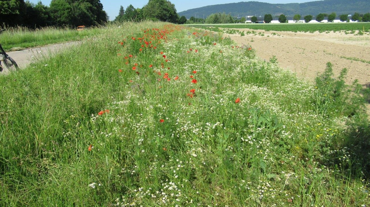 Ackerblühstreifen 1