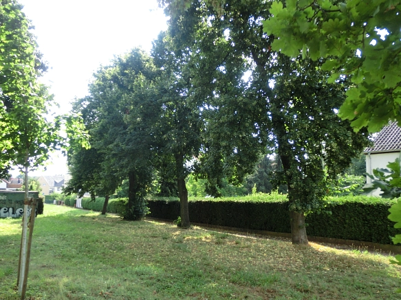 Siedlungsbäume&nbsp;&copy;&nbsp;Stadt Springe