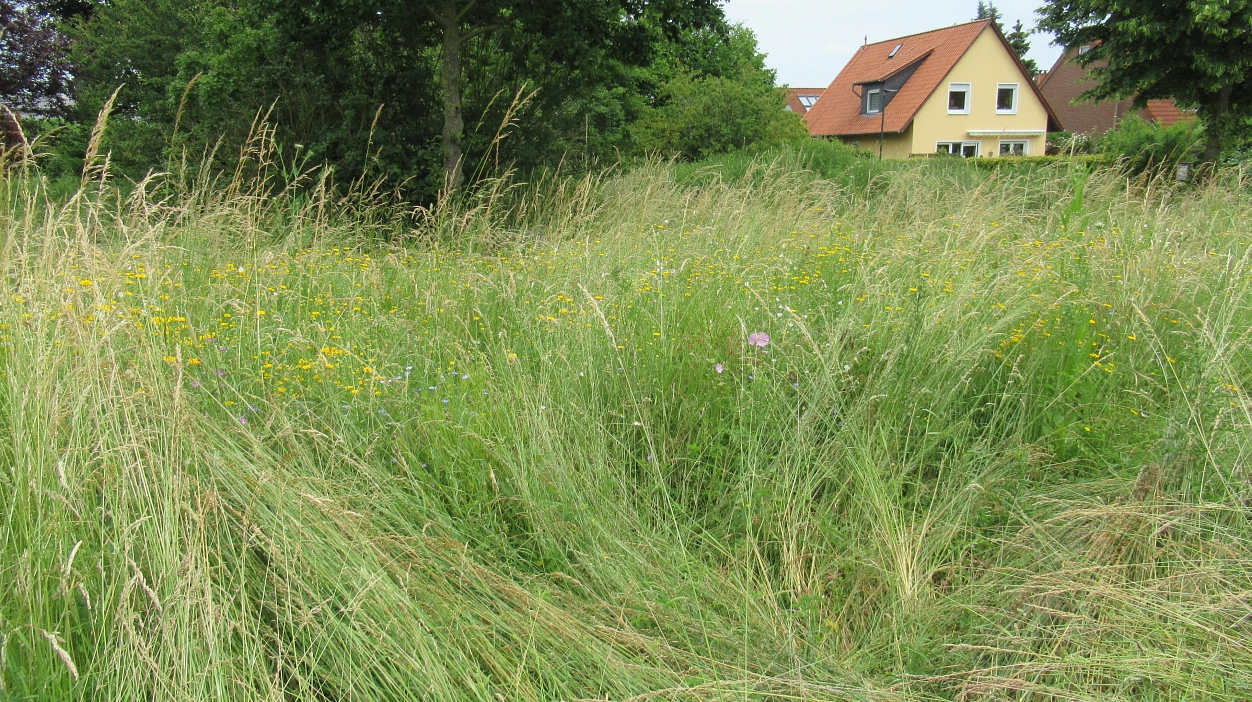 Blühfläche