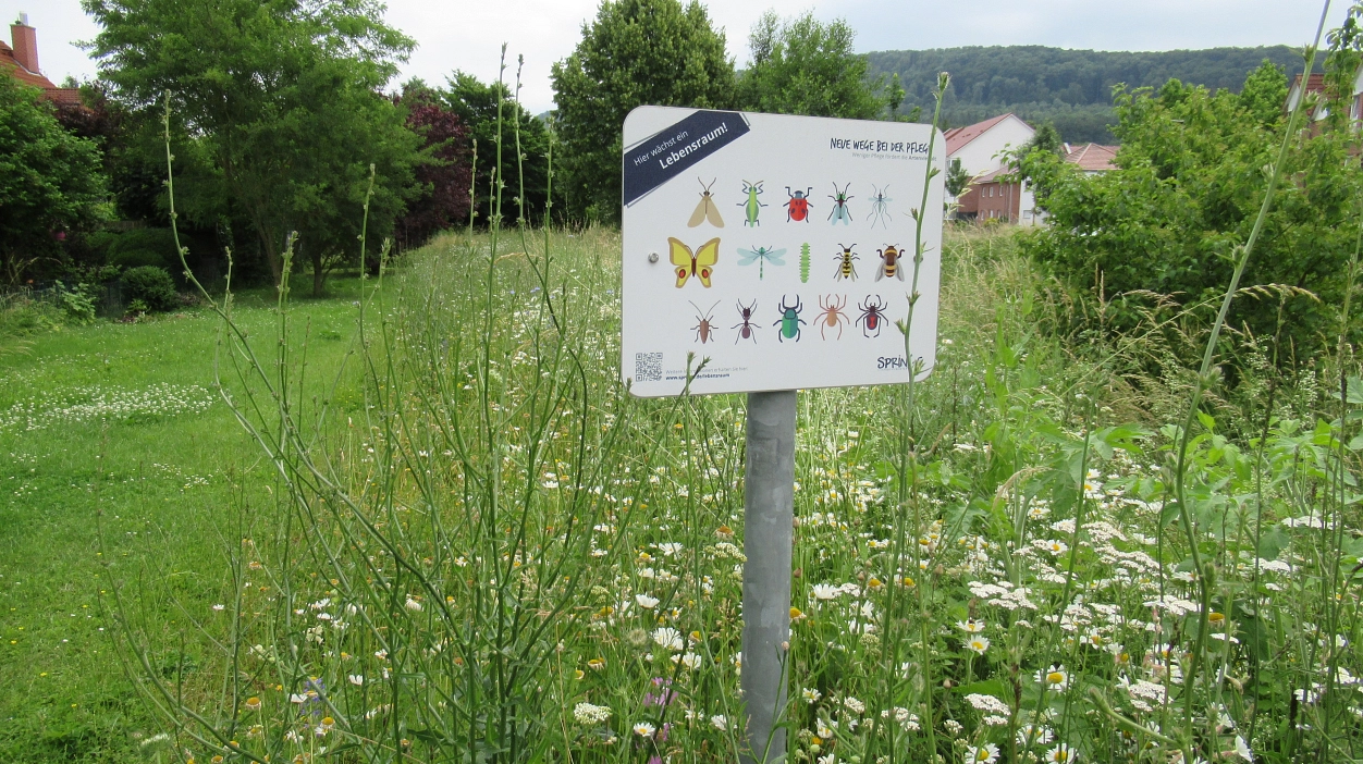 Blühfläche
