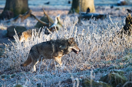 Wolf europäischer © Thomas Hennig Wisentgehege