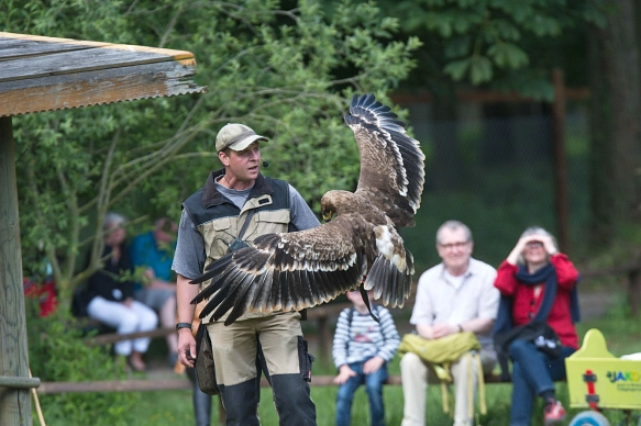 Falkner Rouven Polep mit Adlern im Wisentgehege © Wisentgehege Springe