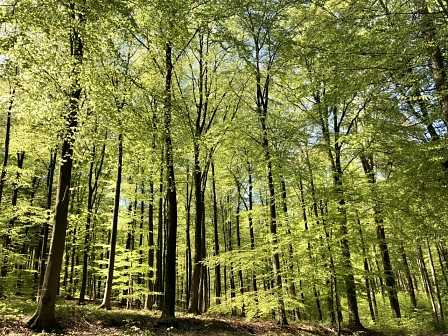 Wald © Stadt Springe