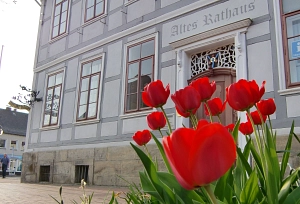 Tulpen vor dem Alten Rathaus